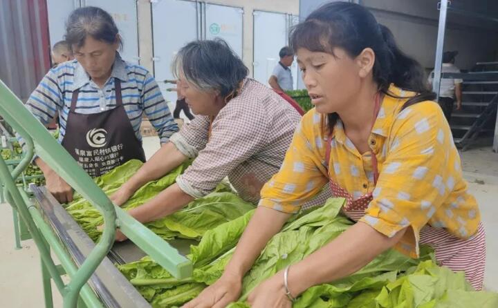 福泉：生物质颗粒智能化烘烤 助力烤烟产业提质增效