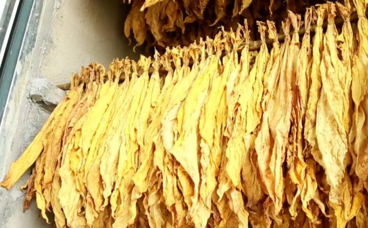 湖北秭归烟草：“低碳”助力绿色发展