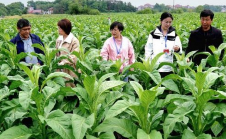 江西吉安：生物质烘烤 &ldquo;点燃&rdquo; 烟叶产业绿色转型之路